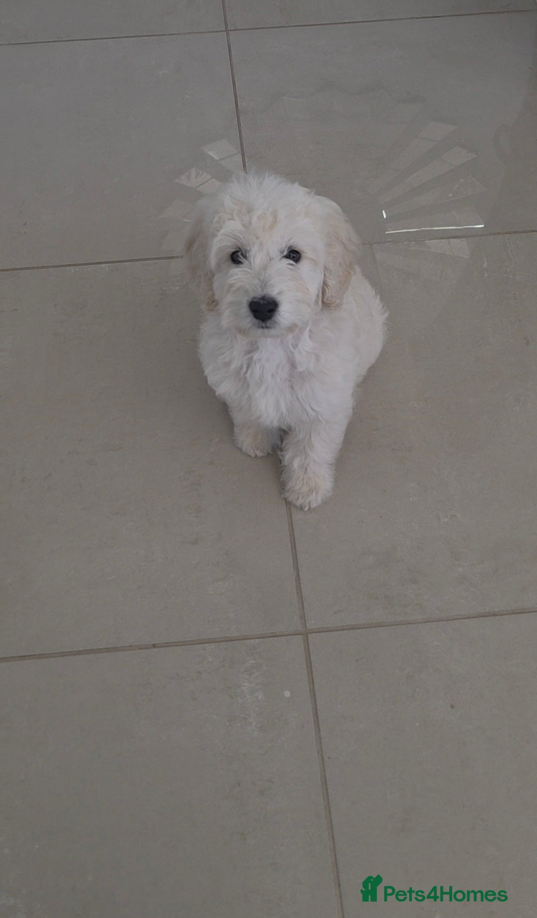 Cockapoo dogs DNA TESTED f1B cockapoo puppy’s LAST BOY  - Advert 1