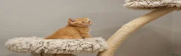 British Shorthair cats for sale: Beautiful Ginger Girl Tabby BSH Kitten - Advert 20