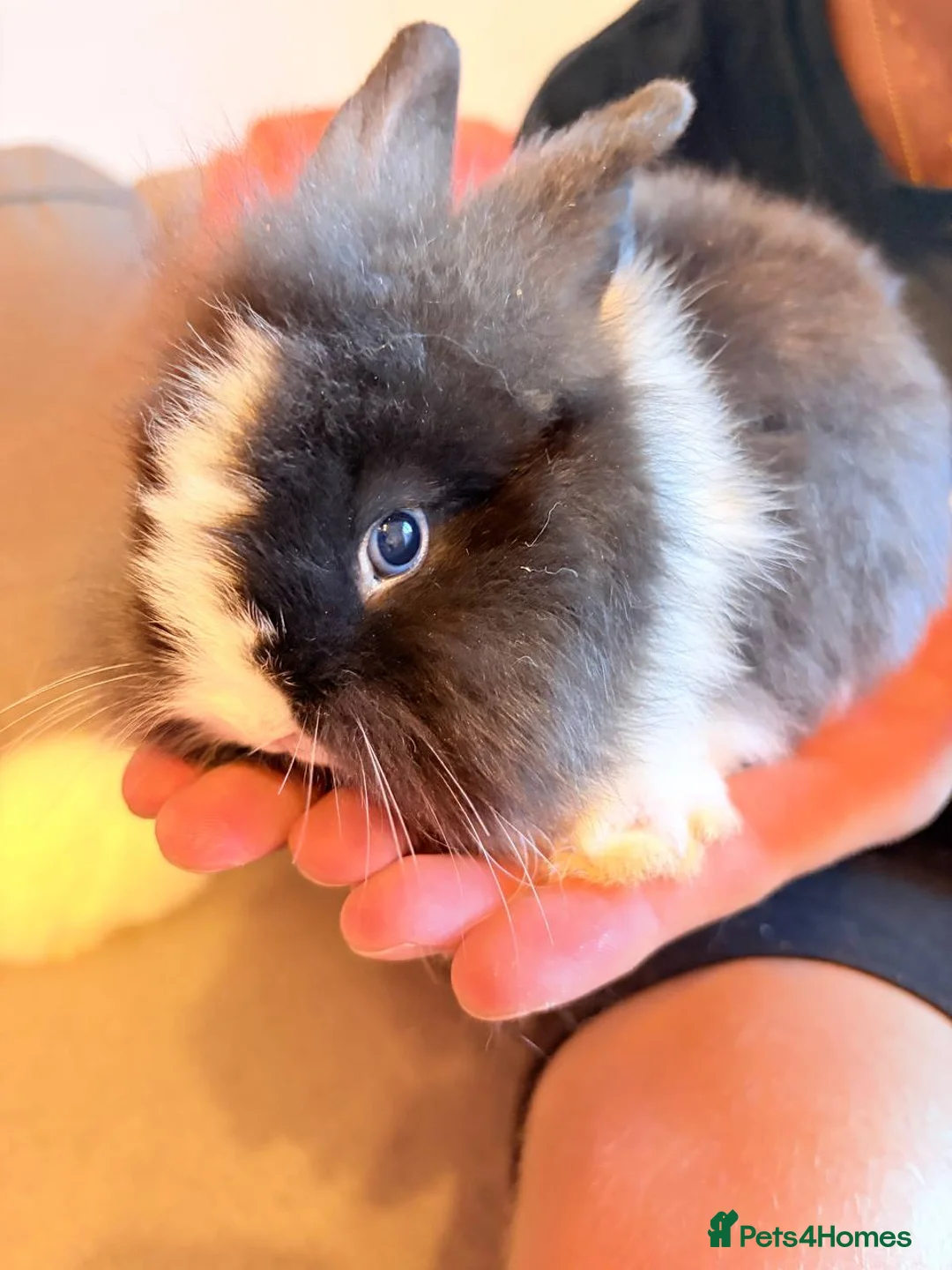 Mini Lion Lop rabbits for sale: Lion head - Advert 5