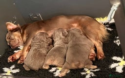 French Bulldog dogs for sale: QUALITY FLUFFY FRENCH BULLDOG PUPPIES - Image 10
