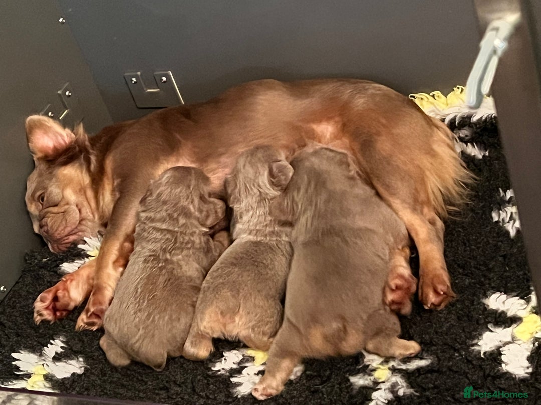 French Bulldog dogs for sale: QUALITY FLUFFY FRENCH BULLDOG PUPPIES - Image 10