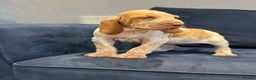 Bracco Italiano dogs for sale: KC TOP QUALITY BRACCO PUP AVAILABLE  - Advert 9