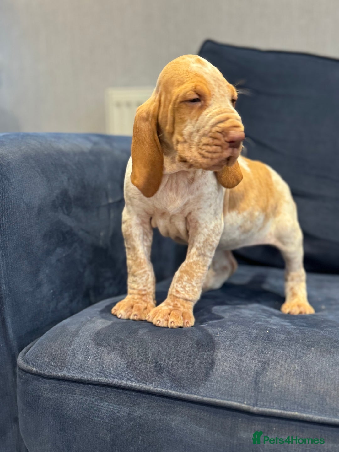 Bracco Italiano dogs for sale: KC TOP QUALITY BRACCO PUP AVAILABLE  - Advert 9