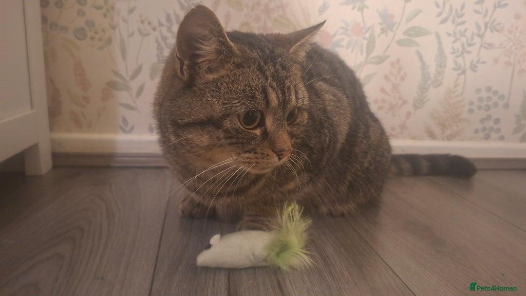 Mixed Breed cats for sale: Adult cats for urgent sale - Advert 4