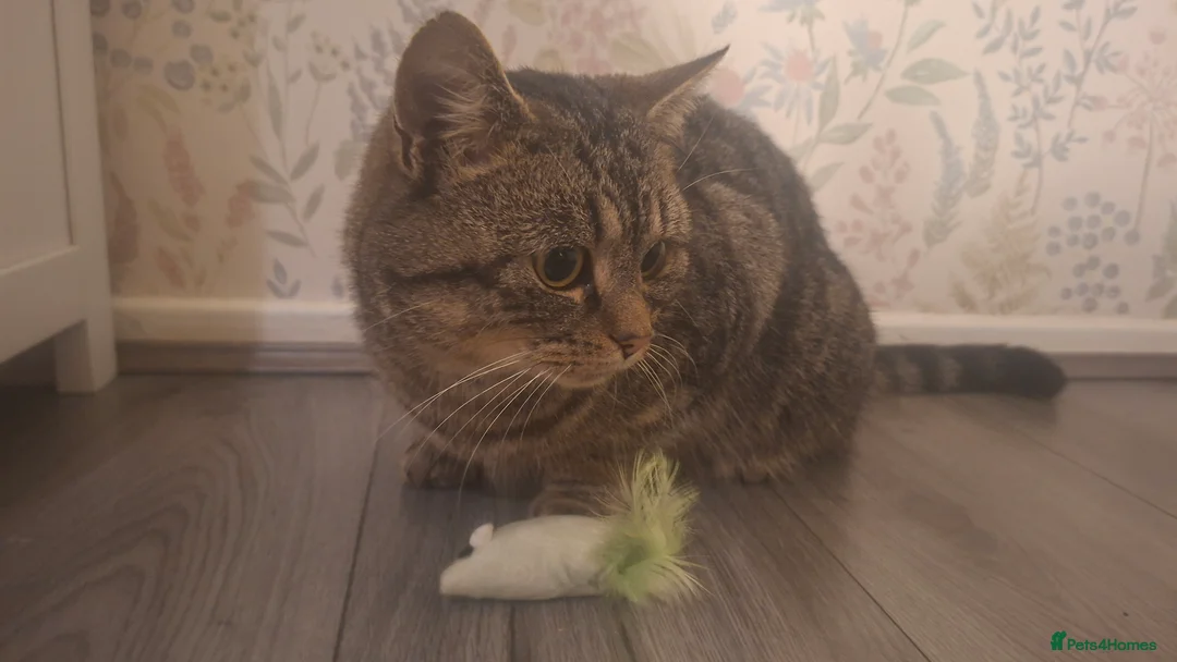 Mixed Breed cats for sale: kittens waiting for you! Sweet and cute.   - Advert 6