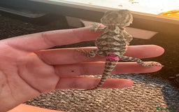 Dragon reptiles for sale: Viticans dragon - Image 10
