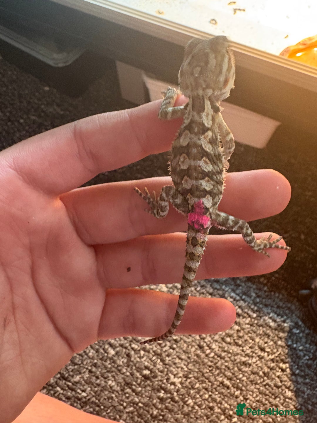Dragon reptiles for sale: Viticans dragon - Image 10