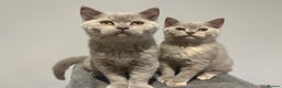 British Shorthair cats for sale: Pedigree British Shorthair Kittens Golden & Lilac - Advert 3