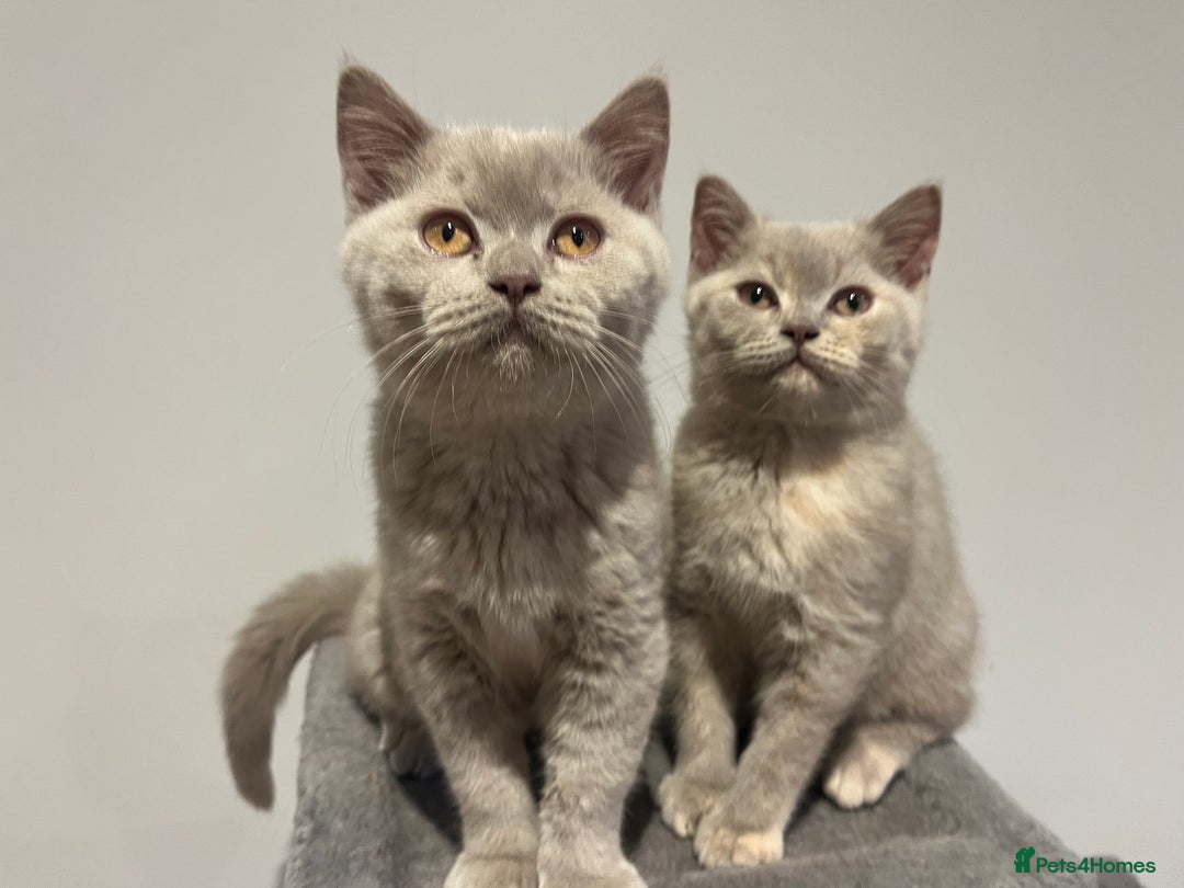 British Shorthair cats for sale: Pedigree British Shorthair Kittens Golden & Lilac - Advert 3