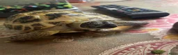 Tortoise reptiles for sale: Lucky the tortoise  in London - Advert 2