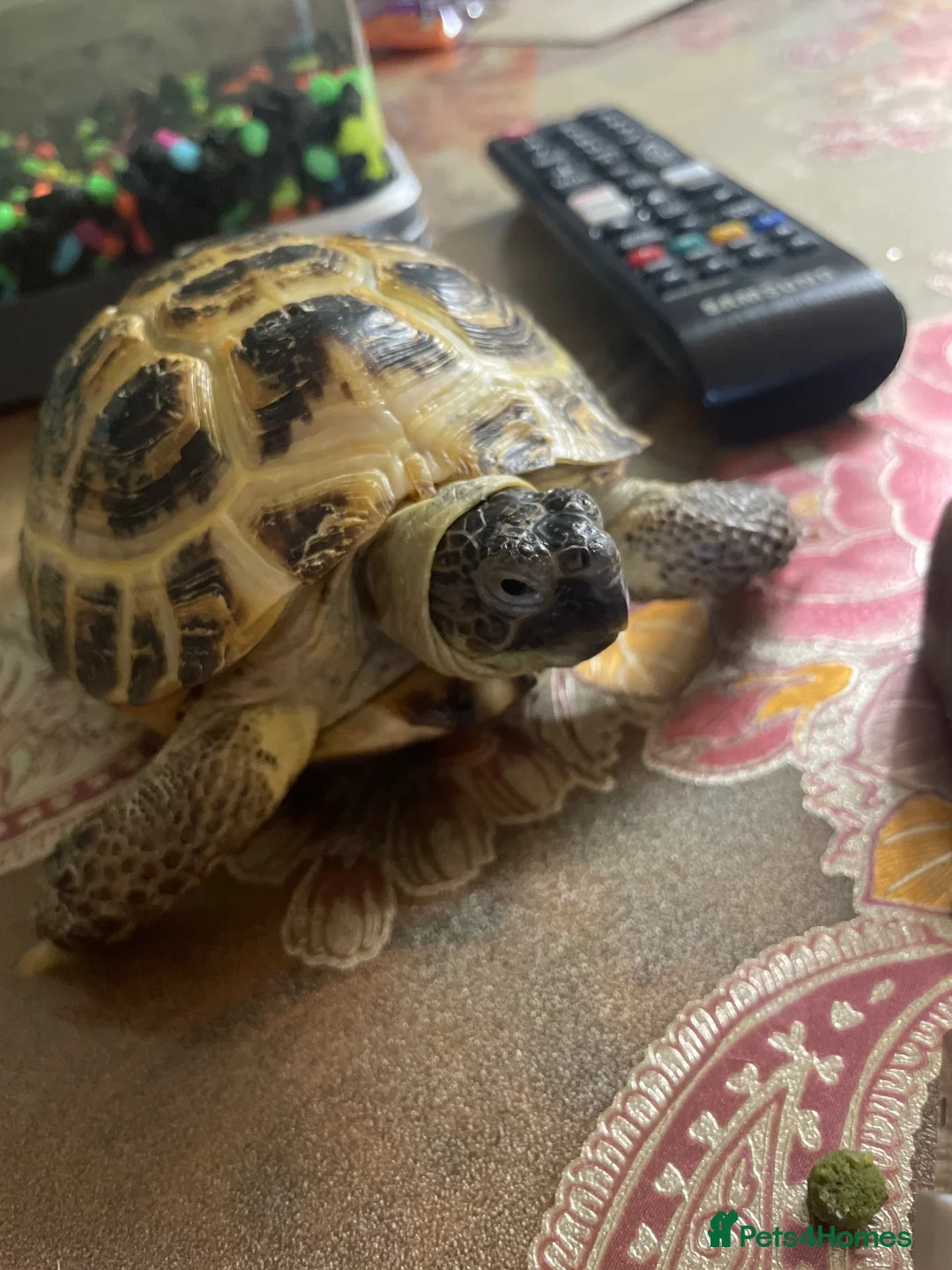 Tortoise reptiles for sale: Lucky the tortoise  in London - Advert 2