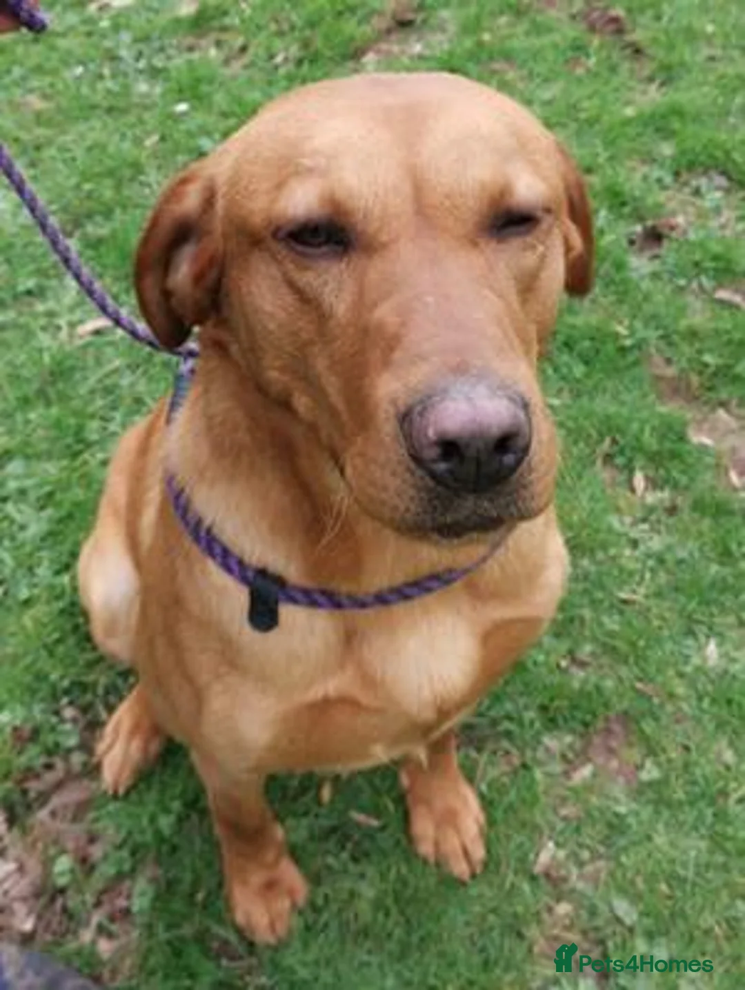 Labrador Retriever dogs for sale: Available Immediately! - Advert 3