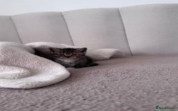 Scottish Fold cats for sale: Scottish fold X Scottish straight  - Advert 21