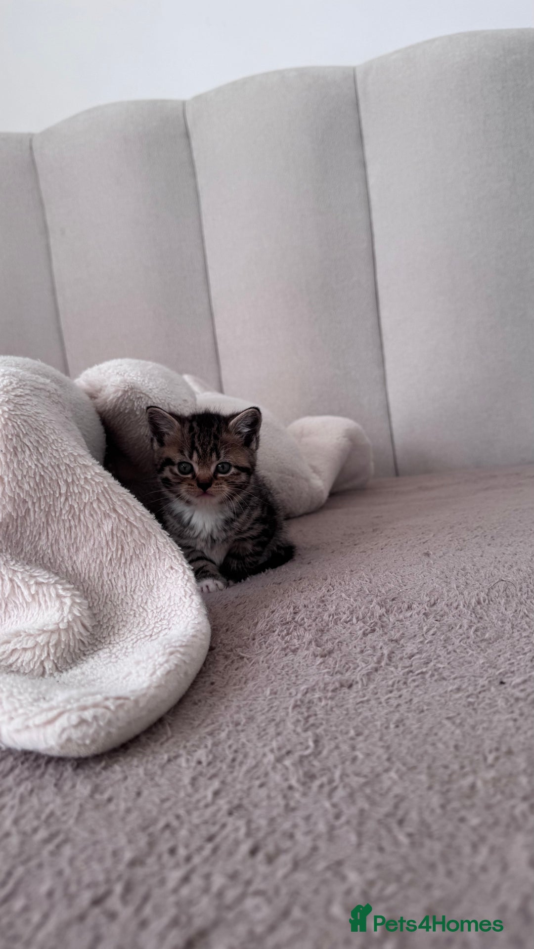 Scottish Fold cats for sale: Scottish fold X Scottish straight  - Advert 21