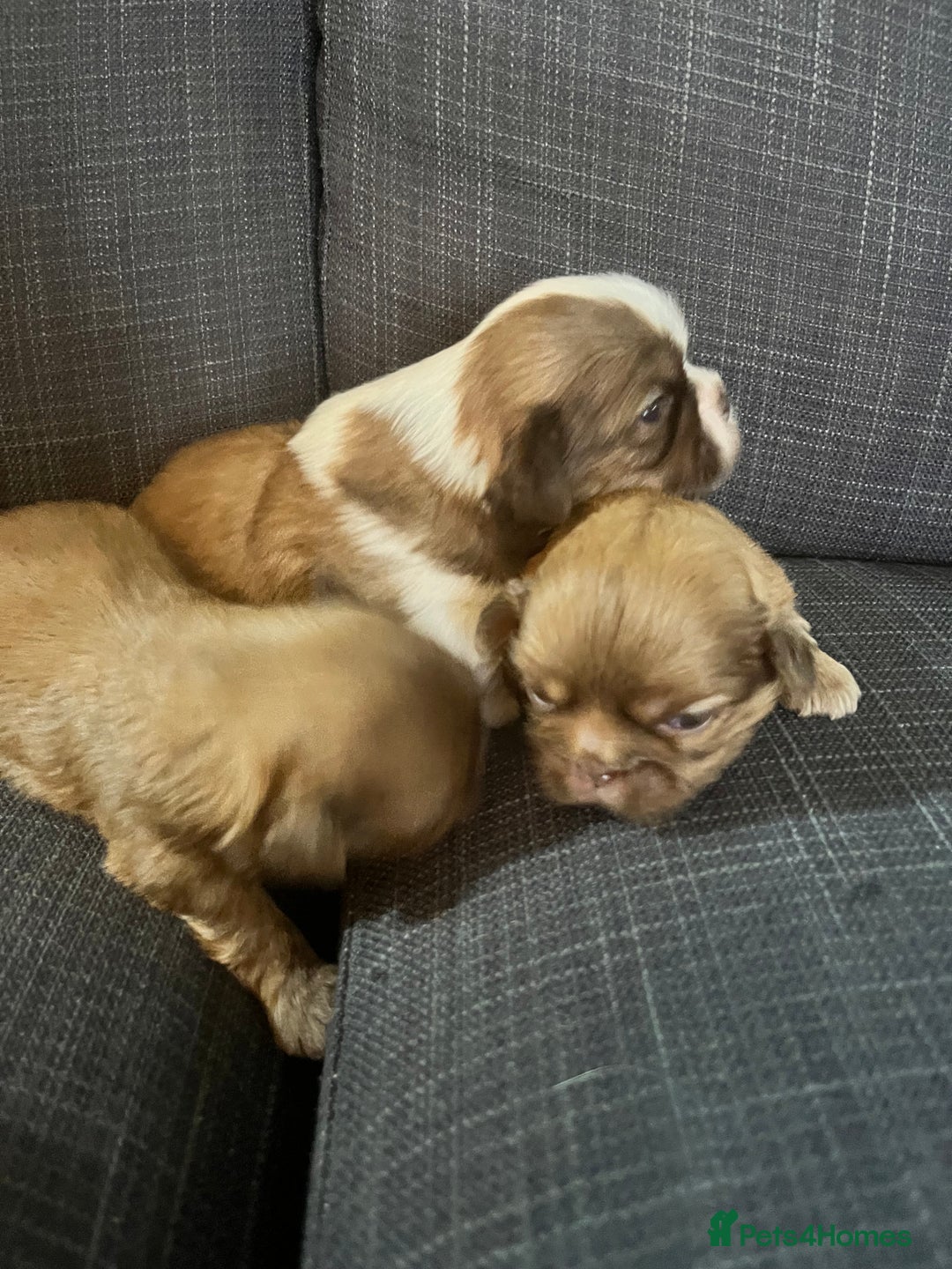 Shih Tzu dogs for sale: Beautiful litter or imperial Shih Tzu puppies  - Advert 8