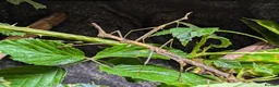 Praying Mantis invertebrates for sale: African Cat Eye Mantis & Horsehead Grasshoppers - Advert 4