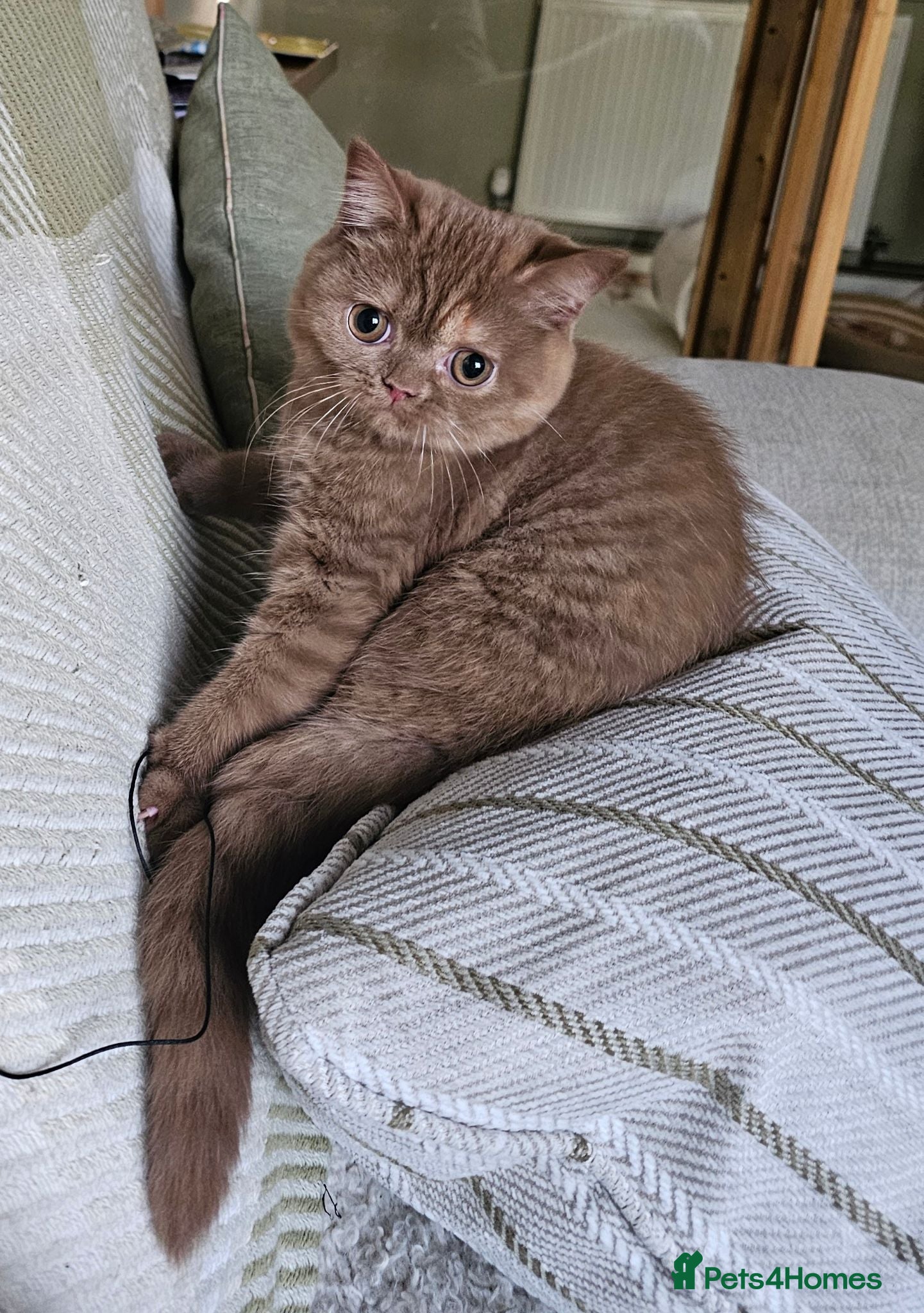 British Shorthair cats GCCF girl champion line cinnamon tortie ready now - Advert 3