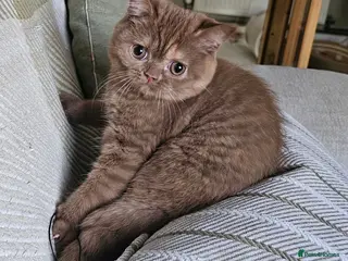 British Shorthair cats GCCF girl champion line cinnamon tortie ready now - Advert 3