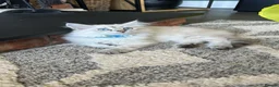 Siberian cats for sale: Siberian Neva Masquerade kittens  - Advert 11