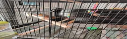 Finches birds for sale: Bonded Pair of zebra finches in Shoreham-by-Sea - Advert 3