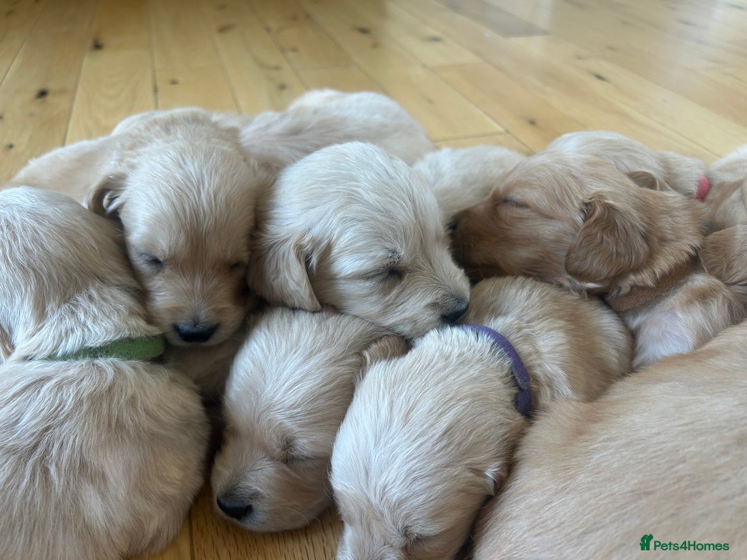 Golden Retriever dogs for sale: Golden retriever puppies for sale  - Image 30