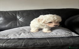 Bichon Frise dogs for sale: Bichon Frise Puppies- Ready to leave - Image 30