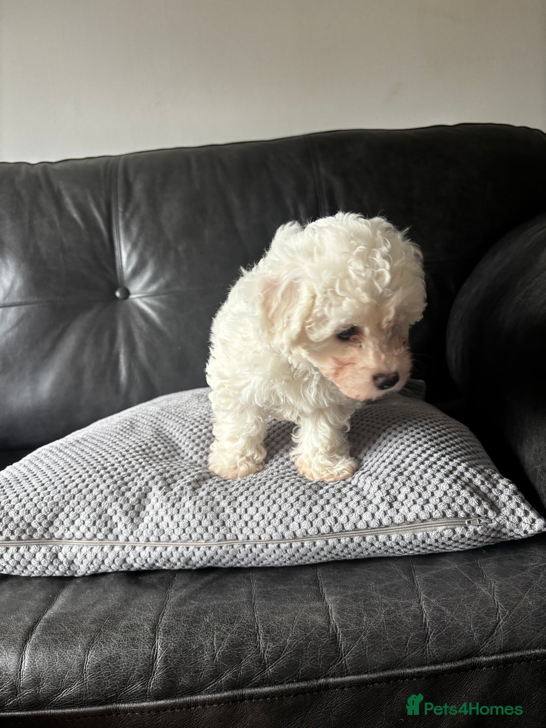 Bichon Frise dogs for sale: Bichon Frise Puppies- Ready to leave - Image 30