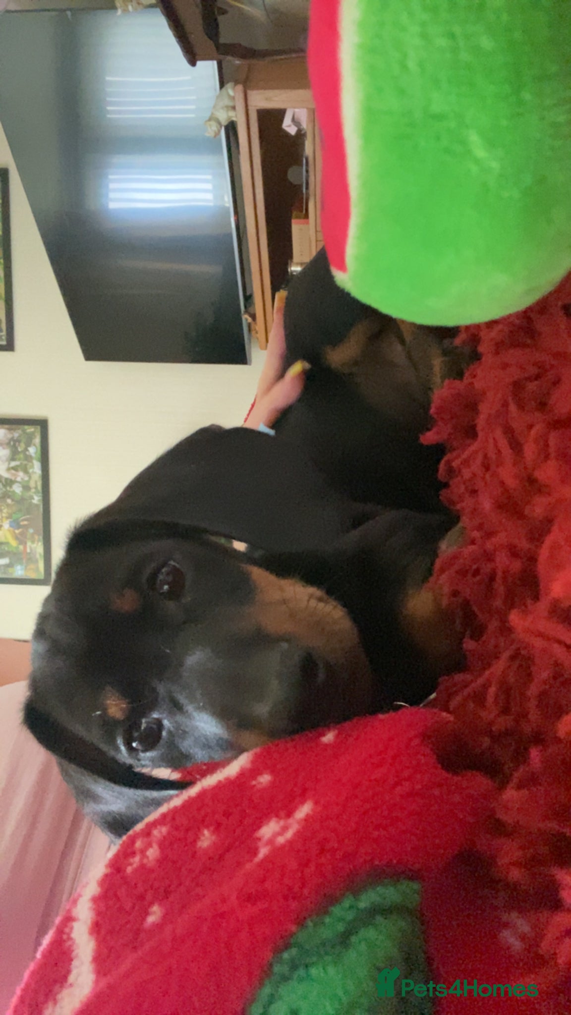 Dachshund dogs for sale: dachshund black and tan - Advert 3