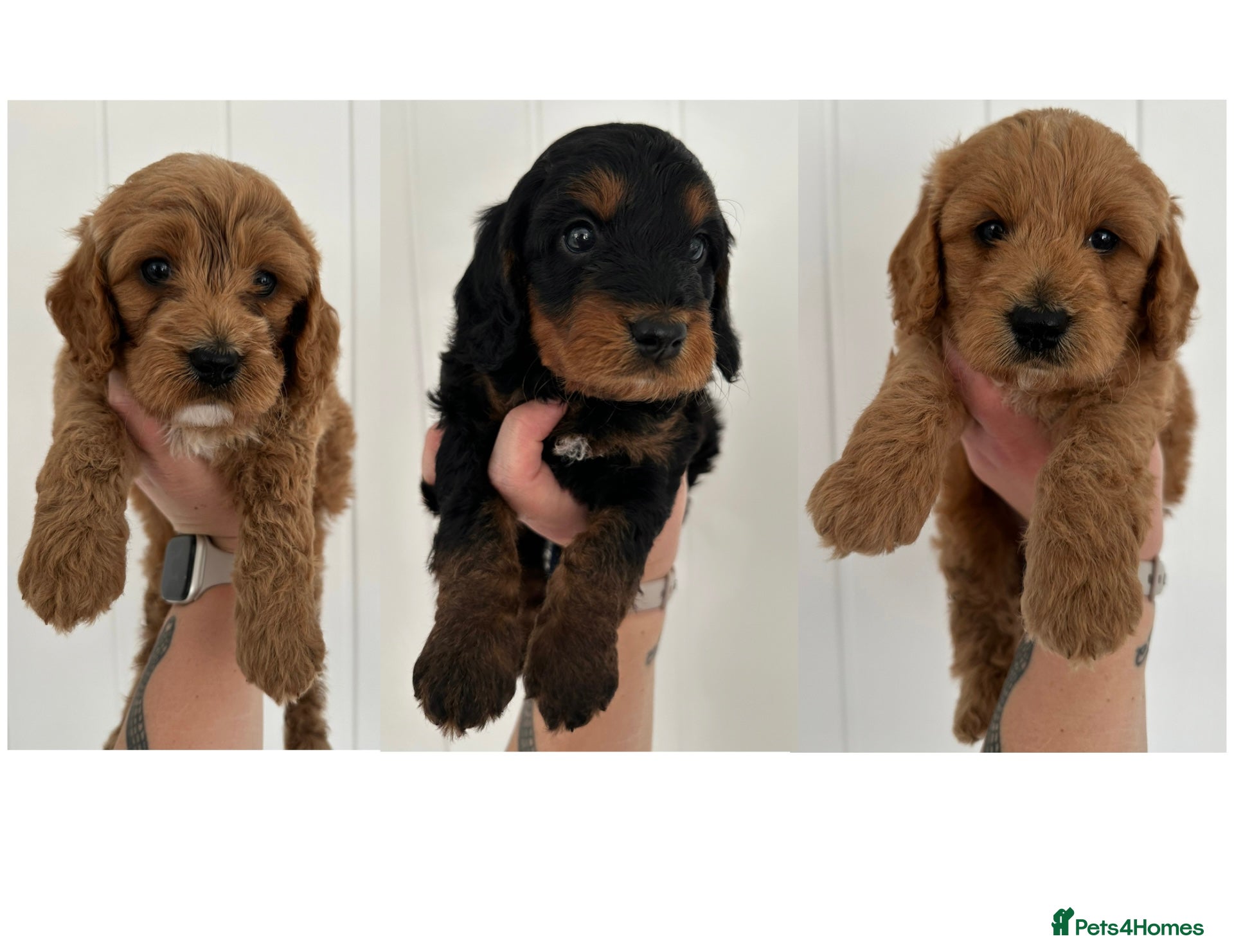 Cockapoo dogs 🌟FINAL 3 F1 COCKAPOO PUPPIES🌟  - Advert 17