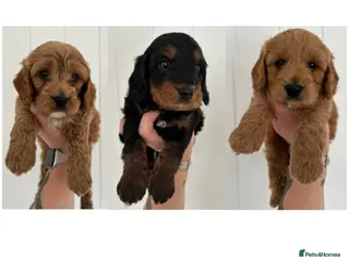 Cockapoo dogs 🌟FINAL 3 F1 COCKAPOO PUPPIES🌟 - Advert 17