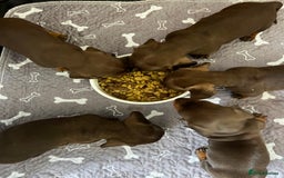 Miniature Dachshund dogs for sale: 1 girl & 3 boys ready Now Mini Dachshunds  - Image 25