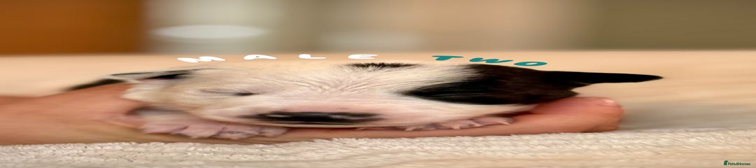 Male Two