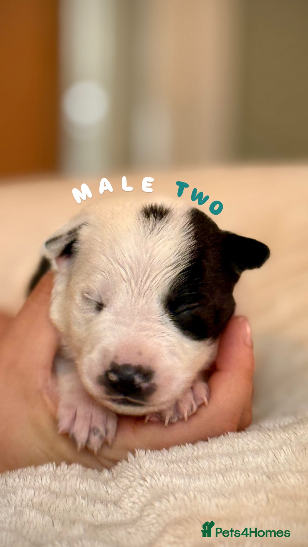 Border Collie dogs for sale: 6 Border Collie Pups For Sale **4 Boys Remaining** - Image 2