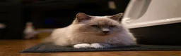 Birman cats for sale: Beautiful Male Birman Looking for a Loving Home - Advert 6