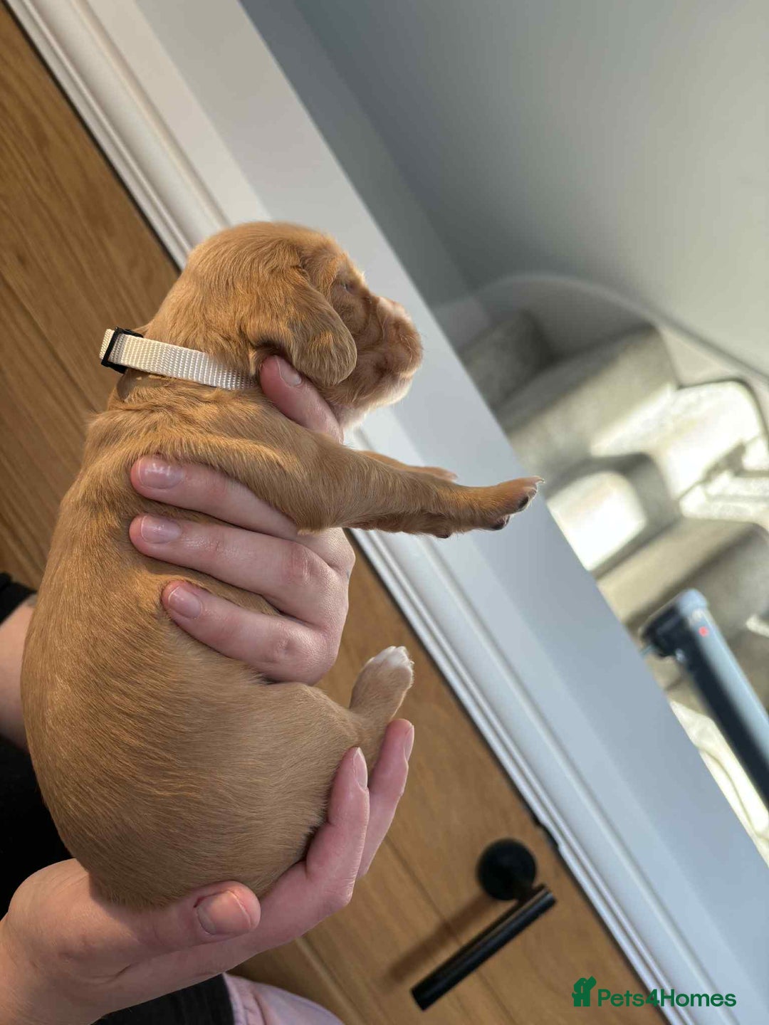 Cocker Spaniel dogs for sale: Working Cocker Spaniel Puppies - Advert 15