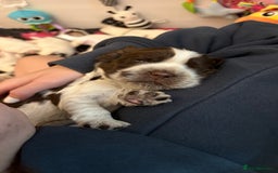 Cocker Spaniel dogs for sale: KC Reg; Home Raised; Low COI; DNA CLEAR; Show Type - Image 20