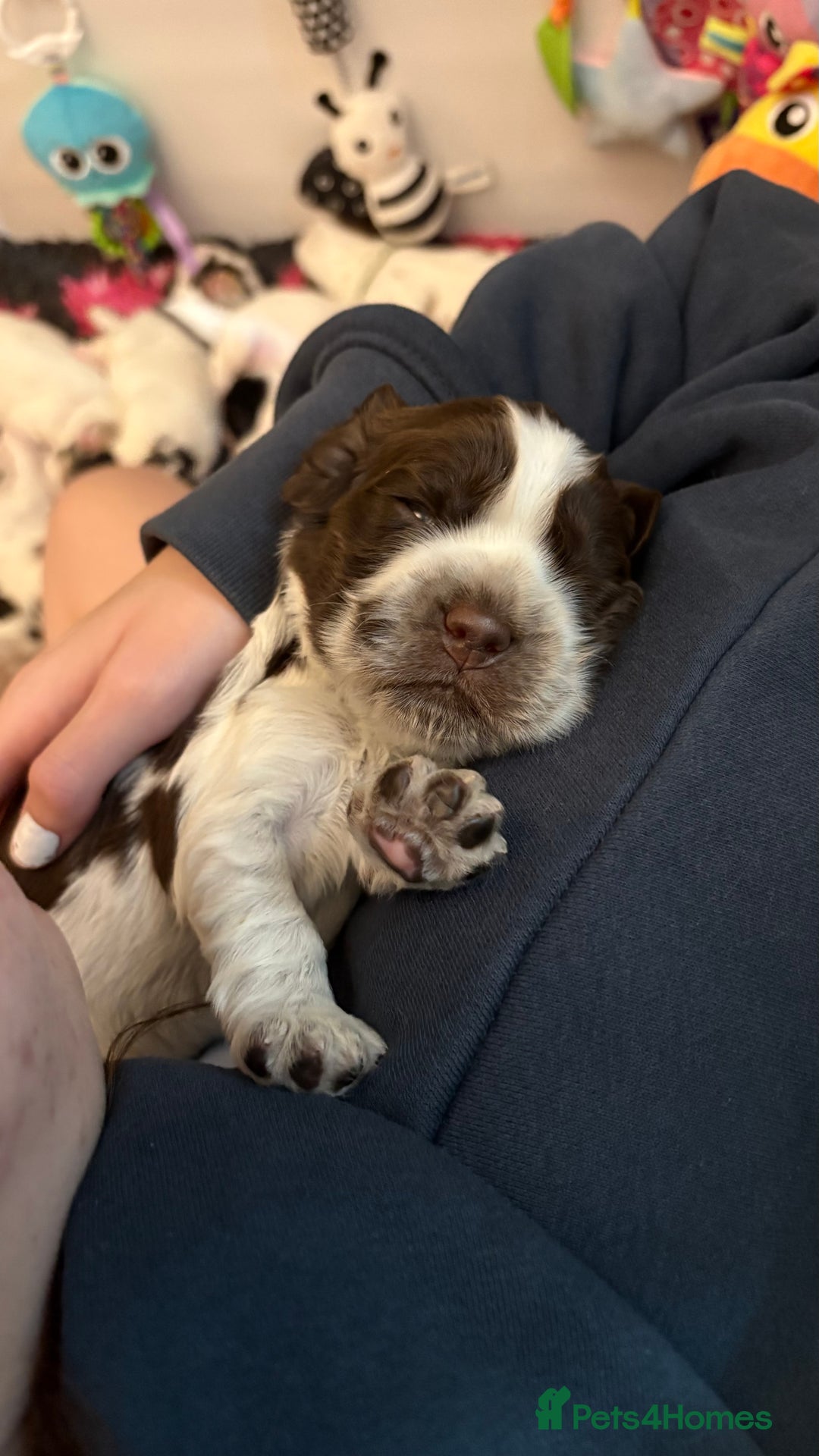 Cocker Spaniel dogs for sale: KC Reg; Home Raised; Low COI; DNA CLEAR; Show Type - Image 20