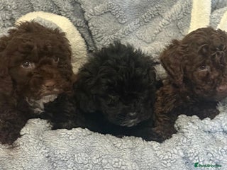 Cockapoo dogs F1 truly stunning Cockerpoo puppies ready to leave - Advert 6