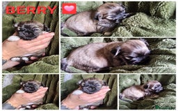 Lhasa Apso dogs for sale: Beautiful Lhasa Apso pups - Image 2