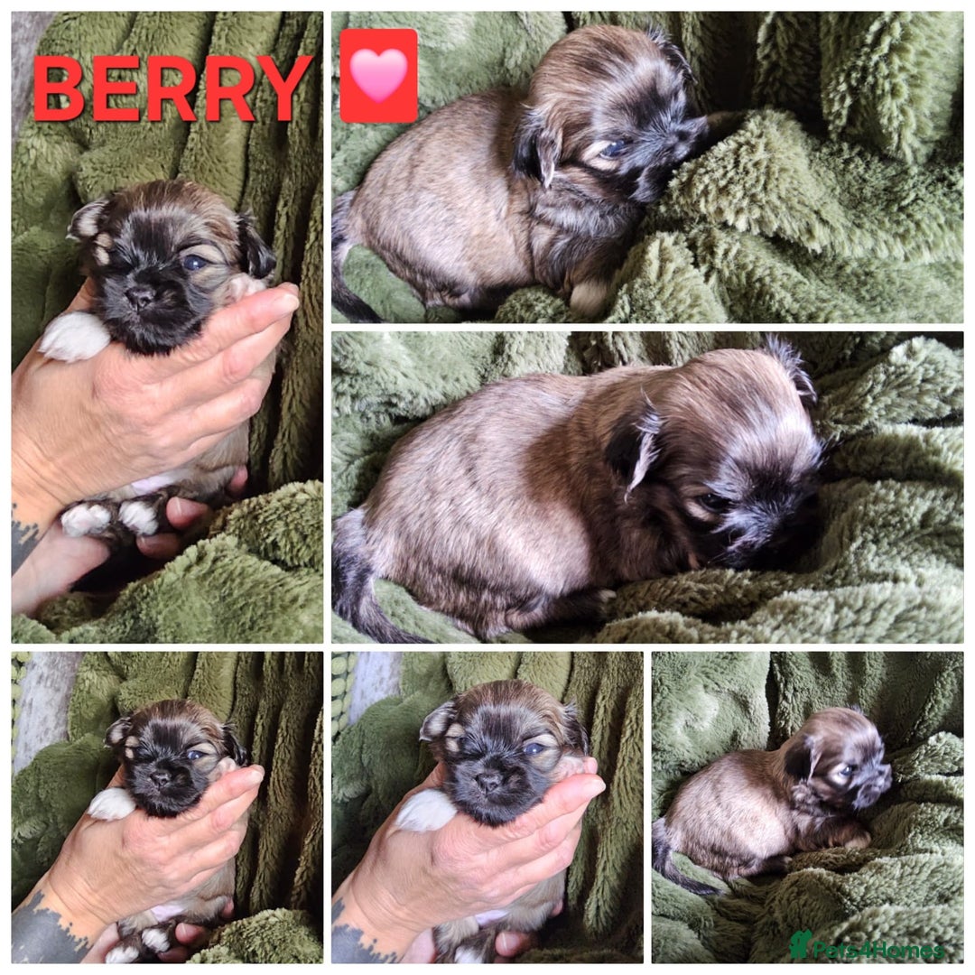 Lhasa Apso dogs for sale: Beautiful Lhasa Apso pups - Image 2
