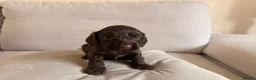Mixed Breed dogs for sale: Beautiful Cocker Sproodle Puppies  in Weston-super-Mare - Advert 3