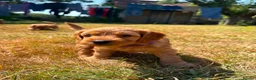 Cockapoo dogs for sale: ❤️ Stunning Health-Tested Red Cockapoo Puppies ❤️ in Edenbridge - Advert 12