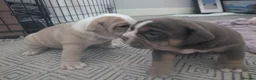 Olde English Bulldogge dogs for sale: Impeccable olde English bulldog  - Advert 19