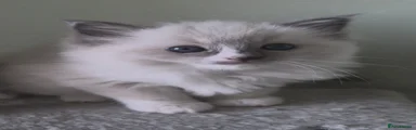 Ragdoll Kitten 4