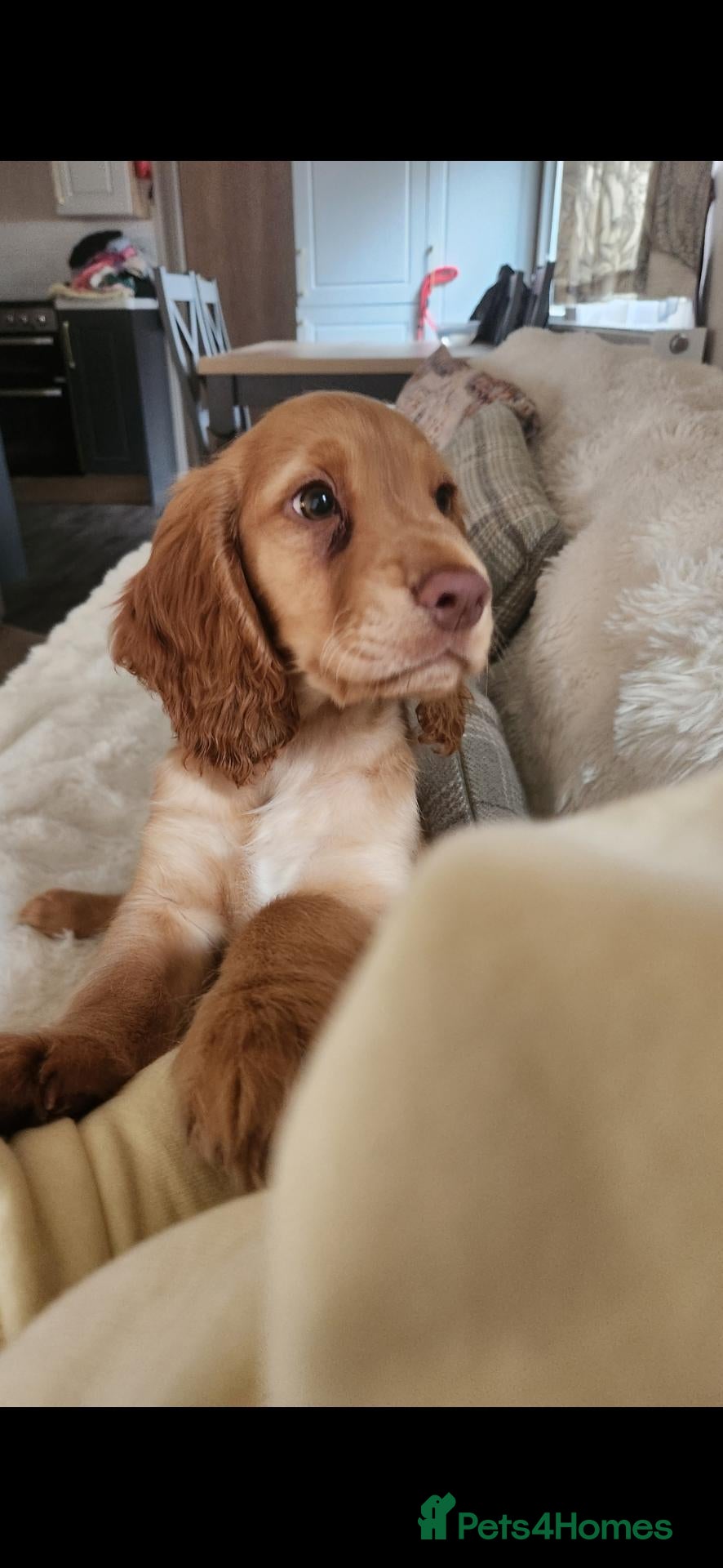 Cocker Spaniel dogs Kc registered working cocker spaniel  - Advert 7