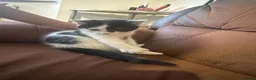 Mixed Breed cats for sale: Beautiful kittens - Advert 15