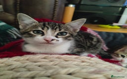 Mixed Breed cats for sale: 3 mix Bengal kittens - Image 9