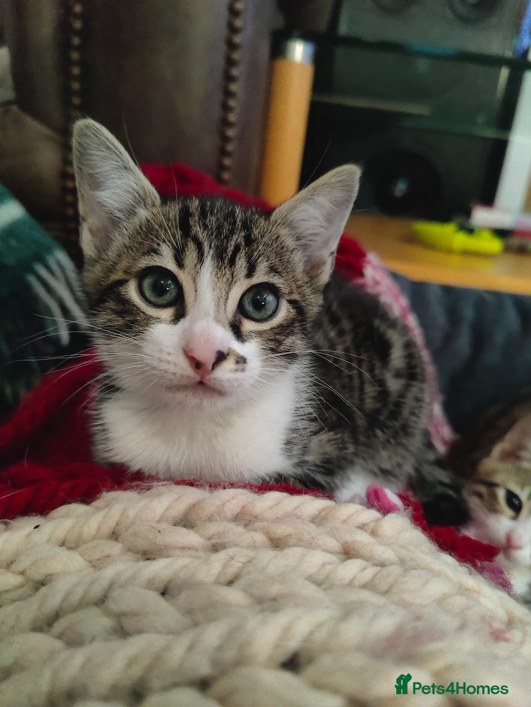 Mixed Breed cats for sale: 3 mix Bengal kittens - Image 9