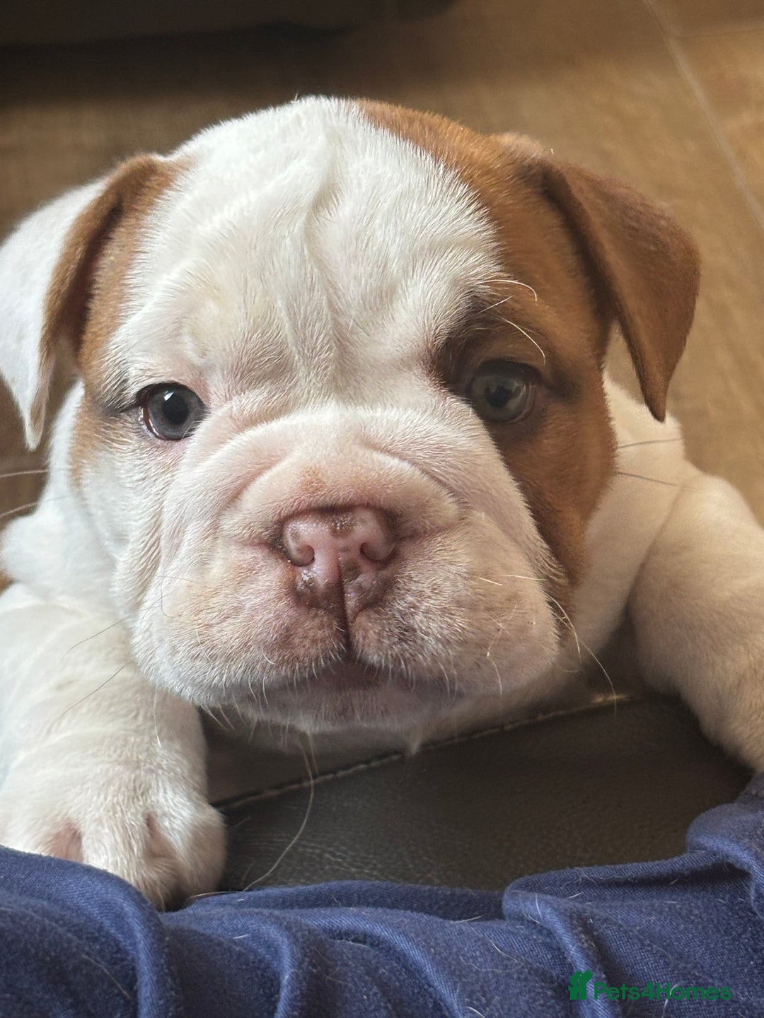 English Bulldog dogs for sale: KC girls  - Image 2