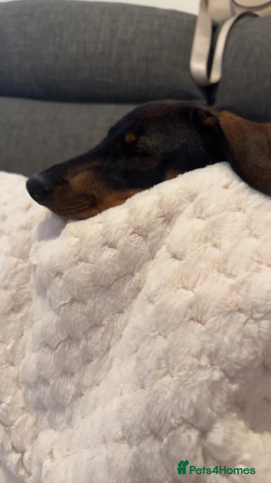 Dachshund dogs for sale: Daisy and bow  in Ipswich - Advert 2